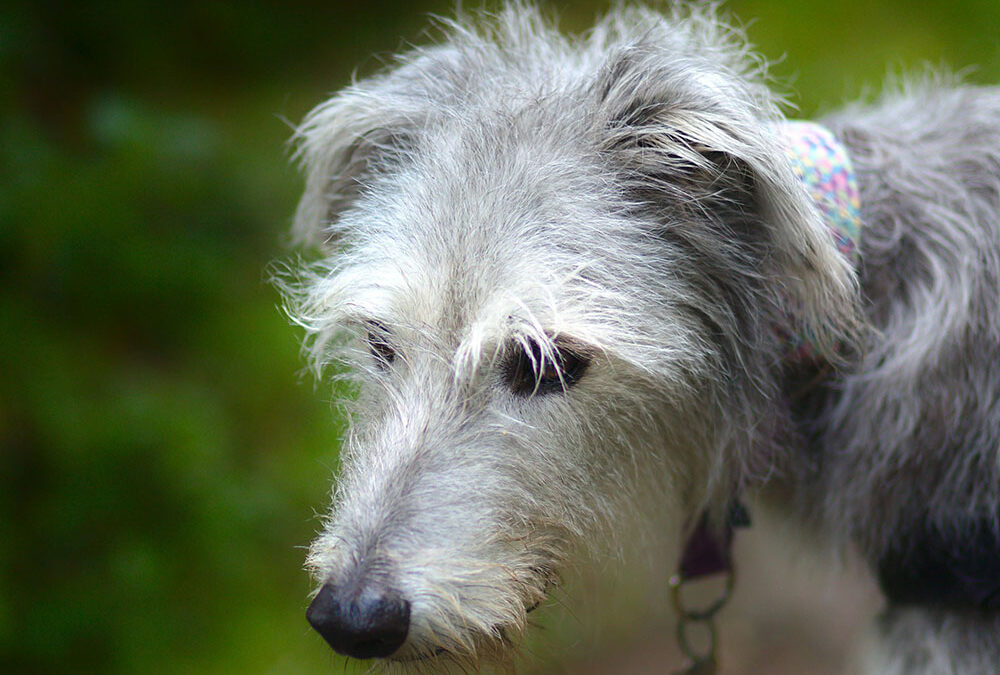 How To Calm A Reactive Dog With Our Easy Training Tips