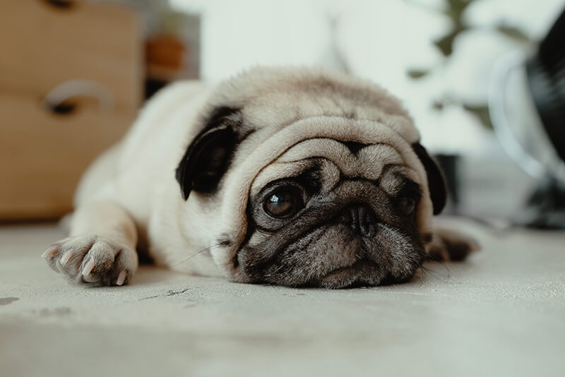 How To Help A Dog With Separation Anxiety