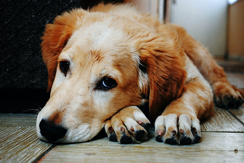 Can Dogs Get Dementia?