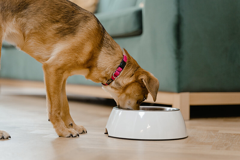 Is Raw Food Good For Dogs?
