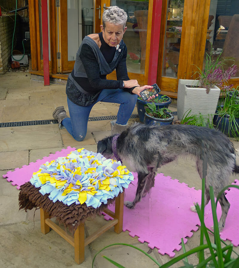 dog engaging with trainer-led enrichment freework in Hitchin