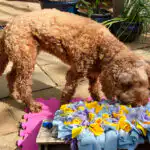 Dog building confidence through sensory freework in Hitchin