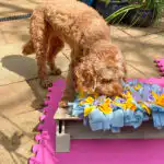 Dog calmly interacting with enrichment setup in Hitchin
