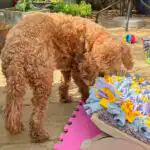 Dog investigating scents during enrichment freework in Hitchin