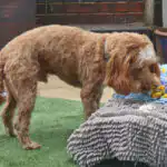 Dog exploring environment through scent work in Hitchin freework