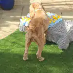 Dog enjoying enrichment-based freework activity in Hitchin