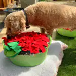 Dog enrichment session taking place in Hitchin training space