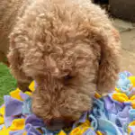 Dog using problem-solving skills in freework session Hitchin