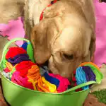 Dog engaged in mental stimulation activity during freework Hitchin