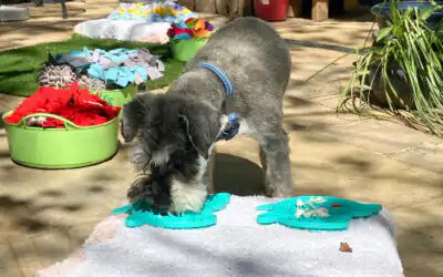 Dog interacting with sensory enrichment setup in Hitchin