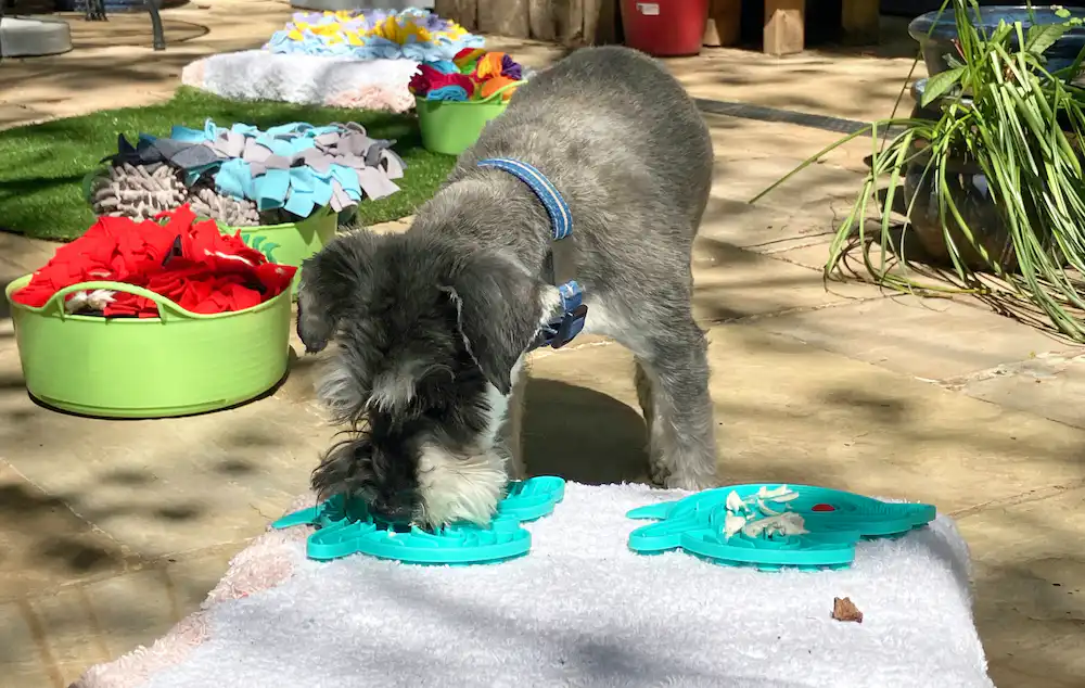 Help! I Want to Calm My Reactive Dog