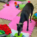 Dog exploring objects and textures during freework in Hitchin