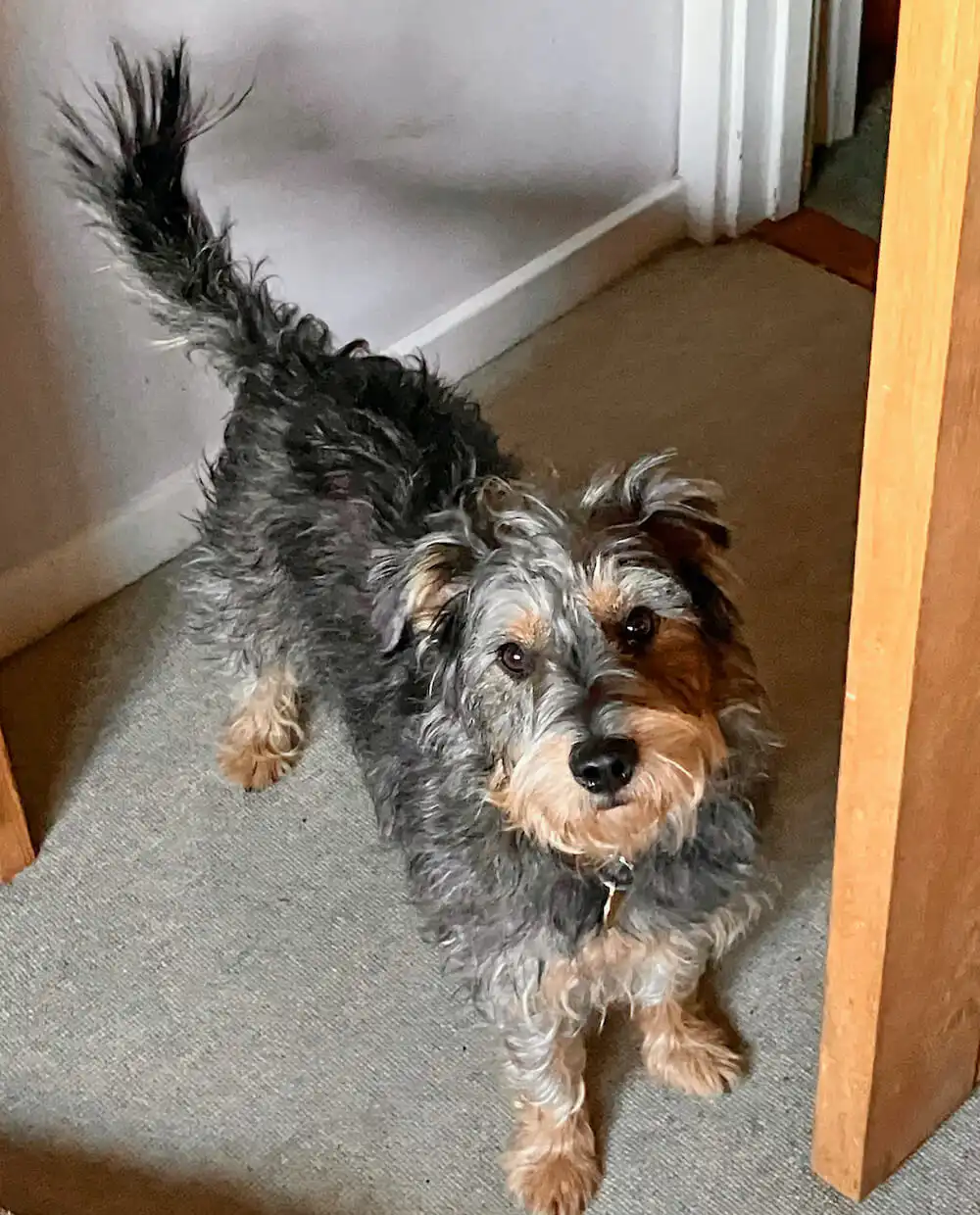 Dog Struggling to Settle Hitchin Dog struggling to settle at home showing restless behaviour