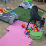 Dog learning through freework exercise in Hitchin training session