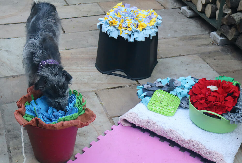 Dog Enrichment Activities That Work