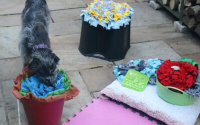 Dog participating in one-to-one freework training in Hitchin