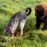 Two teenage dogs enjoying a calm social interaction during a walk