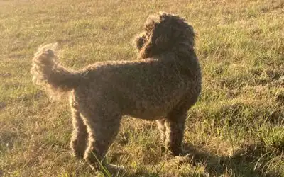Young dog exploring countryside at its own pace during a relaxed walk