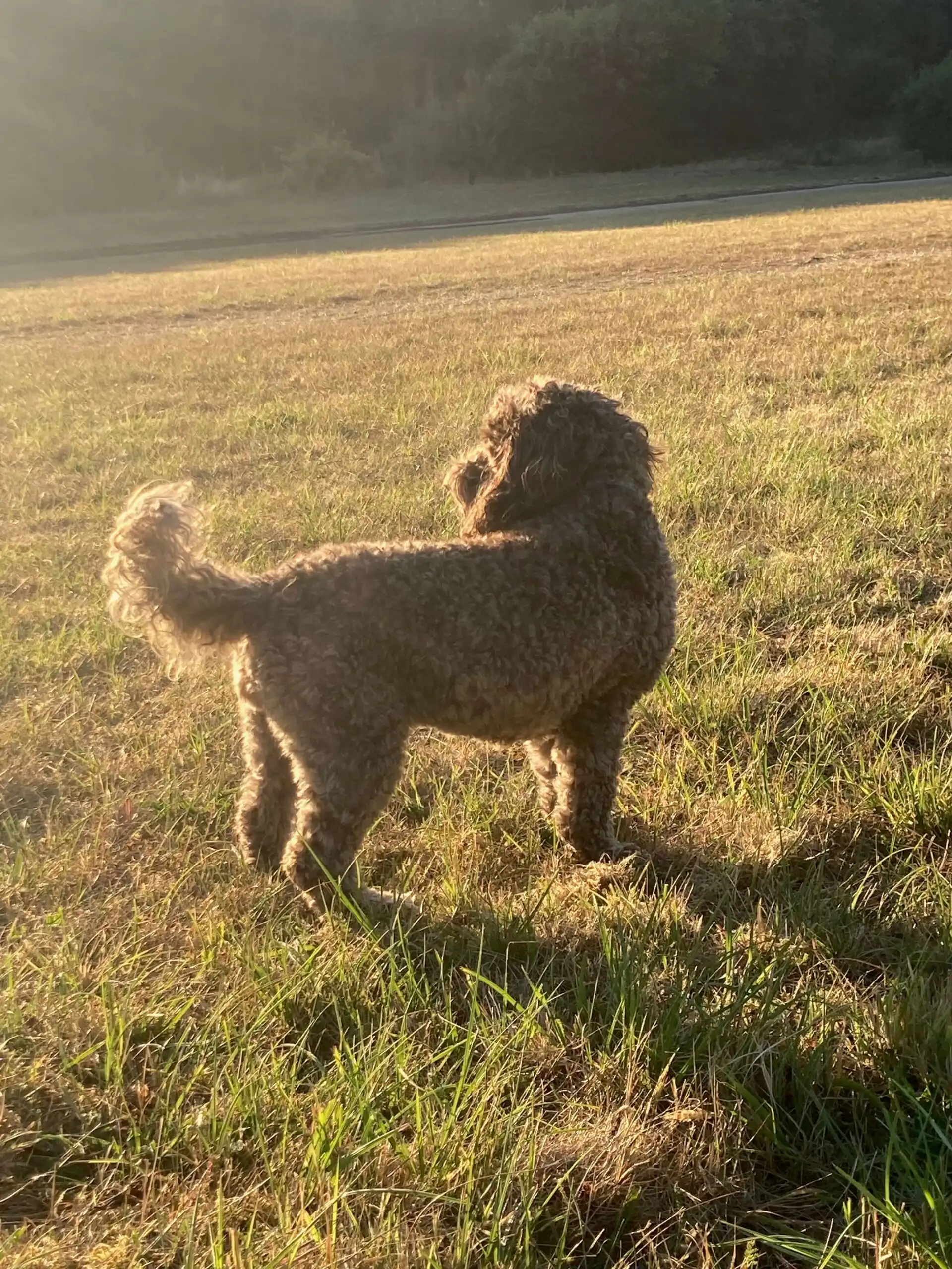 Dog on a country walk Young dog exploring countryside at its own pace during a relaxed walk