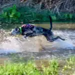 Dog enjoying exercise during adolescence in Hitchin