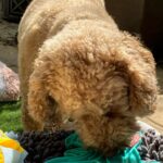 Adolescent dog participating in a Freework activity to encourage calmness and confidence.