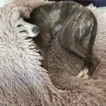 Adolescent female dog resting calmly during the hormonal changes associated with puberty and development