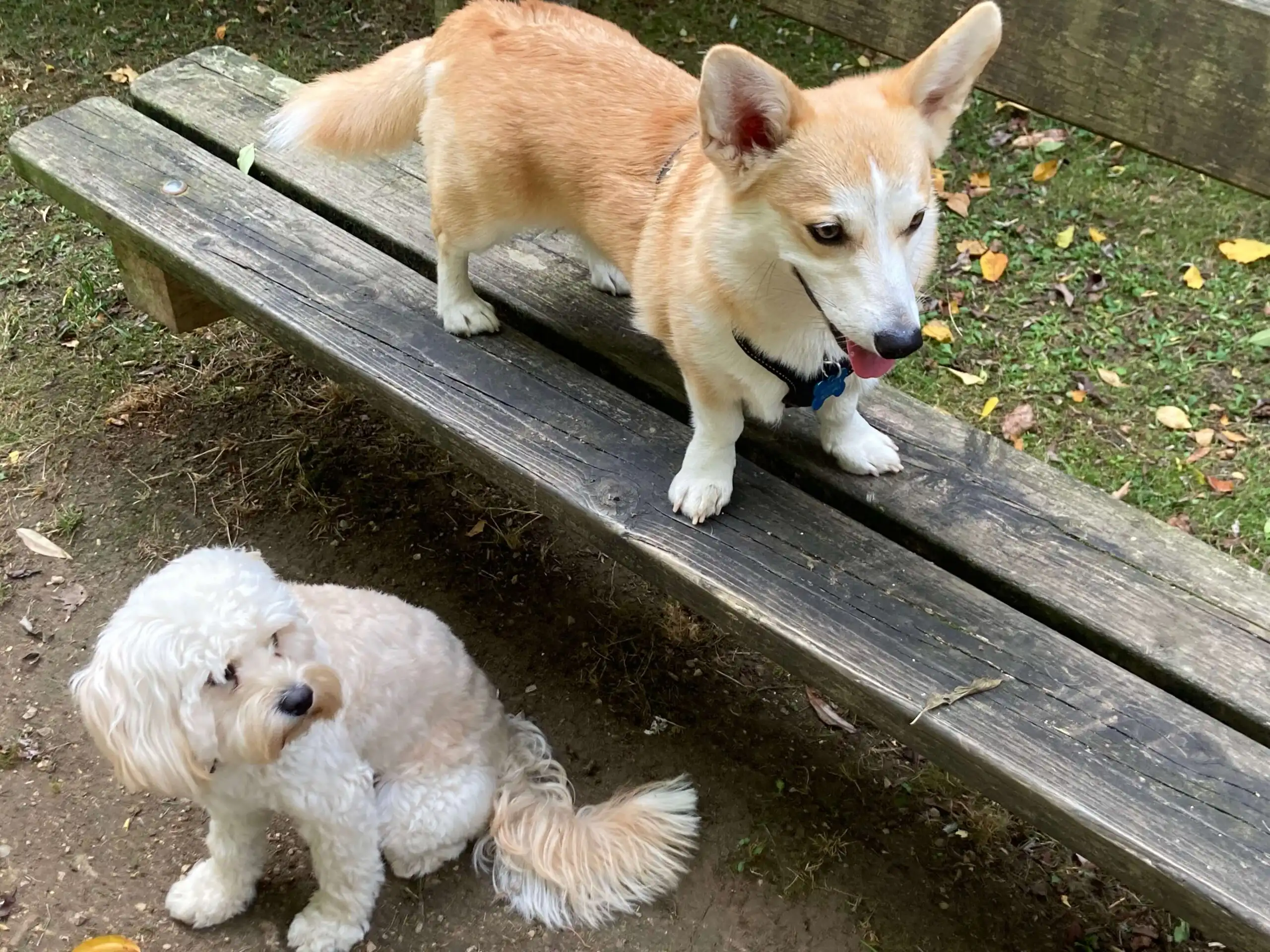 Hormone changes in teenage dogs Hormone Changes in Teenage Dogs