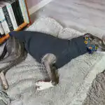 Young dog enjoying a daytime nap near a window in a calm and comfortable environment.
