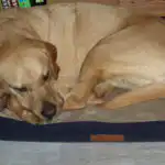 Teenage dog resting comfortably at home during an afternoon nap to support healthy development