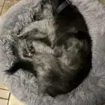 Close-up of a sleeping adolescent dog dreaming during REM sleep
