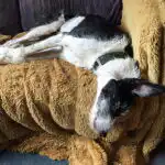 How Much Sleep Does a Teenage Dog Need?