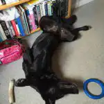 Relaxed teenage dog resting after a balanced combination of exercise, enrichment and sleep.