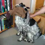 Overstimulated adolescent dog displaying evening zoomies and struggling to settle at home.