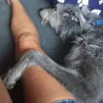 Happy owner sitting beside their calm and relaxed adolescent dog at home