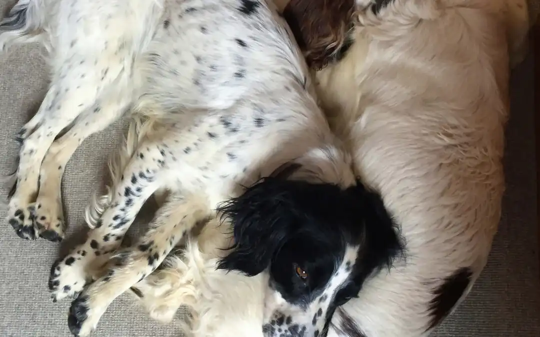 How Much Sleep Does A Teenage Dog Need?