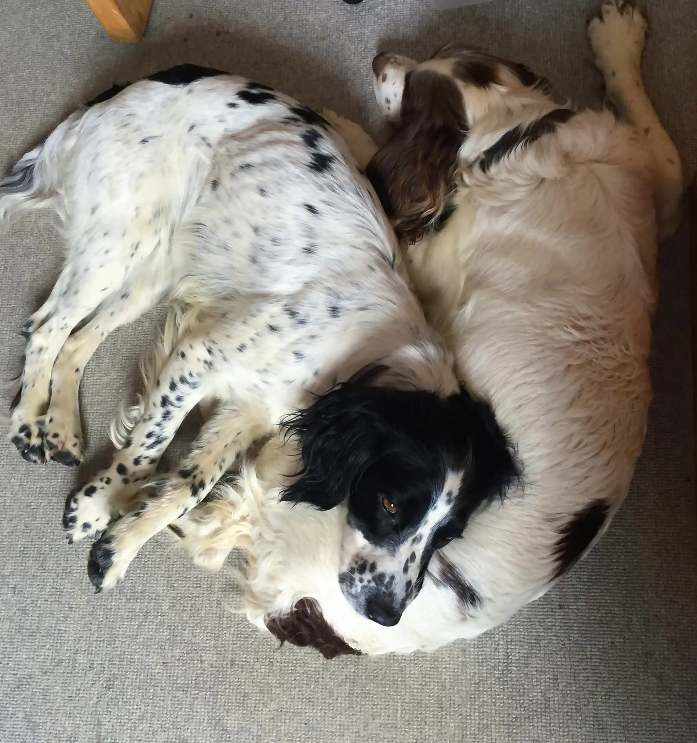 Teenage dogs resting comfortably in a quiet space How much sleep does a teenage dog need
