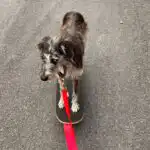 Adolescent dog showing heightened awareness of its surroundings during canine adolescence