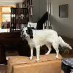 Teenage dog exploring its environment during a period of rapid physical, emotional and behavioural development