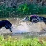 Young dog becoming distracted during recall training as part of normal adolescent development.