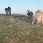 Teenage dogs confidently exploring heathland during adolescence