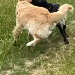 teenage dogs playing together on a walk