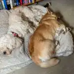 overtired adolescent dogs resting on dog bed