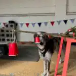 dog and owner practising scentwork exercises at training facility
