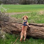 Adolescent dog looking away while its owner gives a training cue outdoors.