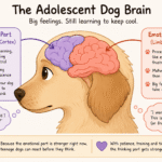 Infographic showing how the emotional and decision-making areas of a teenage dog's brain develop during adolescence