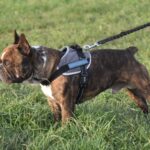 Teenage dog lunging on a lead as another dog walks past.