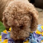 enrichment activities including a snuffle mat, lick mat and food puzzle for dogs.