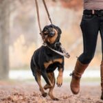 Young dog biting its lead during a walk while its owner remains calm